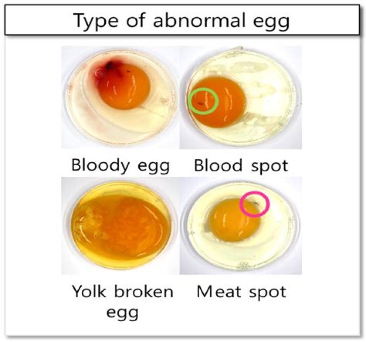Can you tell if an egg is off?