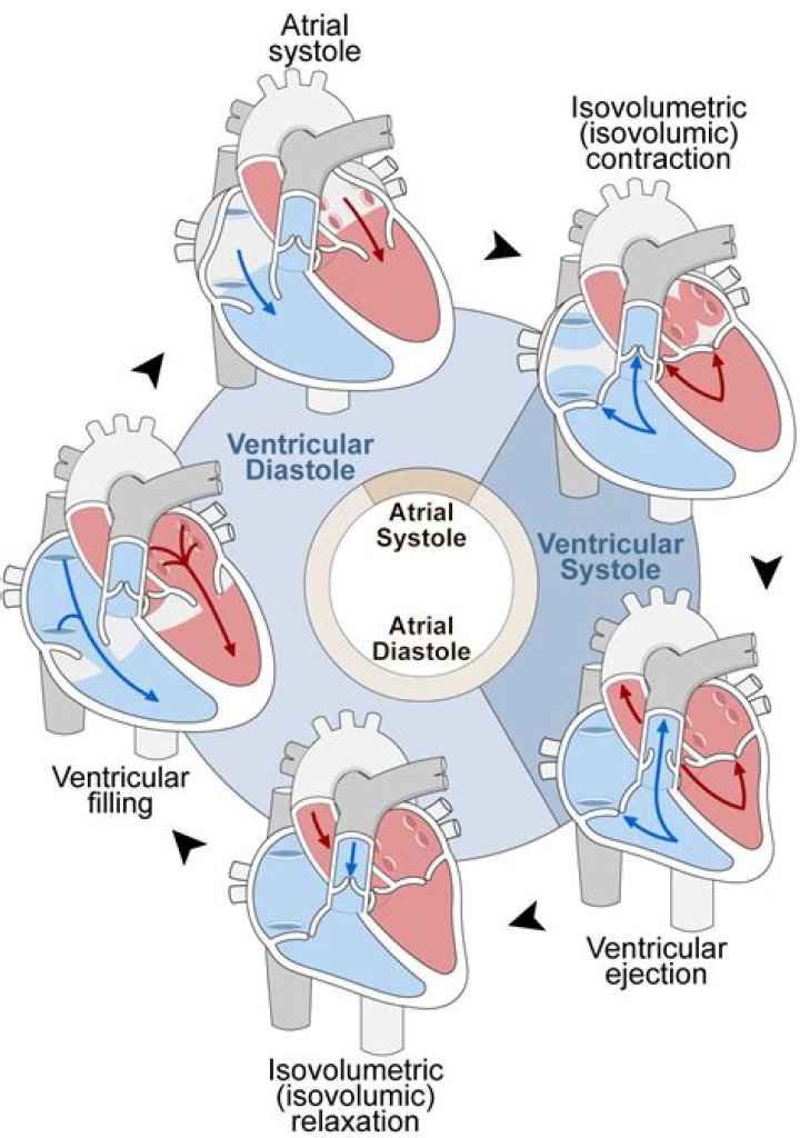 How does ventricular contraction differ from atrial contraction?