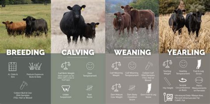 How heavy is the average cow?