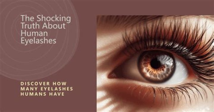How many lashes does the average person have per eye?