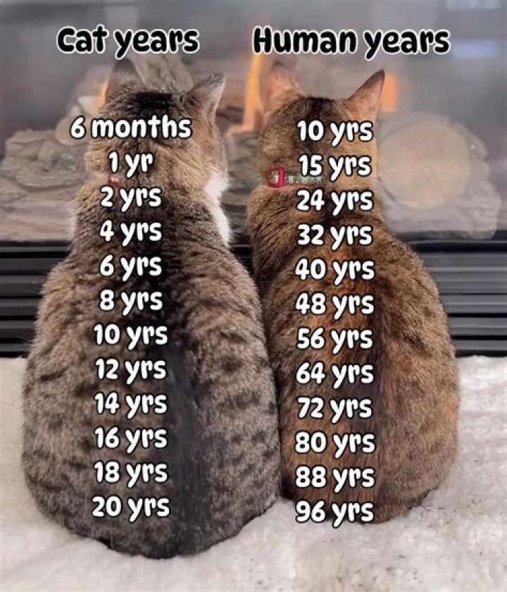 How many years is a centennial anniversary?