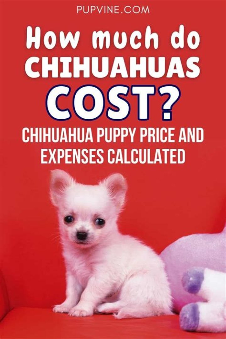 How much does a Chihuahua cost?
