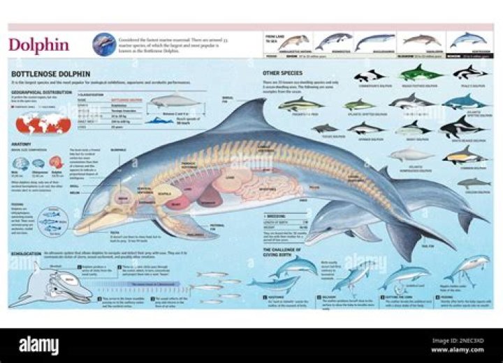 What is a dolphin size and weight?