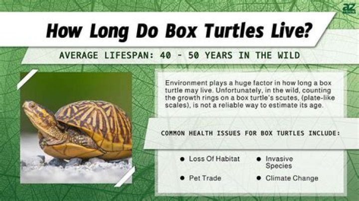 Where do most box turtles live?