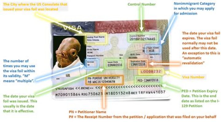 Where is the document number on a visa?