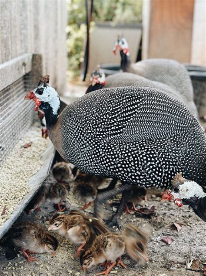 Why are animals sold in guineas?