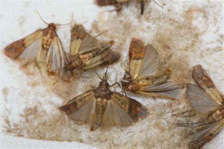Why do I have moths in my bushes?